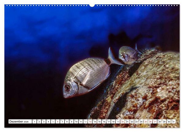 Produktbild: Tauchen im Mittelmeer (hochwertiger Premium Wandkalender 2026 DIN A2 quer), Kunstdruck in Hochglanz