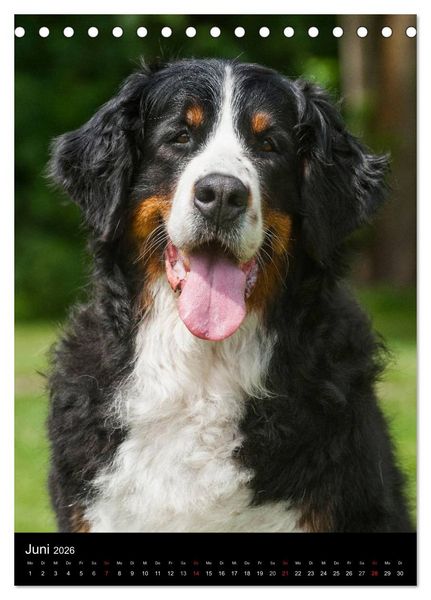 Produktbild: Berner Sennenhund 2026 (Tischkalender 2026 DIN A5 hoch), CALVENDO Monatskalender