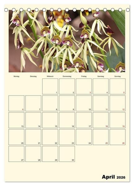 Produktbild: Orchideentr&auml;ume (Tischkalender 2026 DIN A5 hoch), CALVENDO Monatskalender