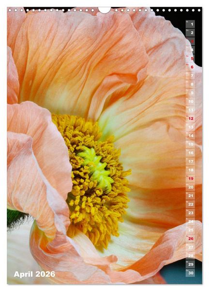 Produktbild: Mohn - Ein Bl&uuml;tentraum (Wandkalender 2026 DIN A3 hoch), CALVENDO Monatskalender