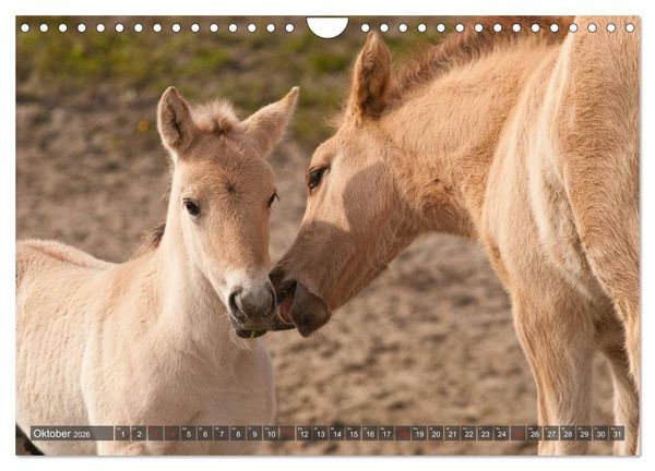 Produktbild: Fohlen - Lustige Pferdekinder (Wandkalender 2026 DIN A4 quer), CALVENDO Monatskalender