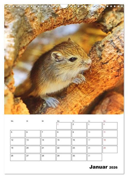 Produktbild: Mongolische Rennm&auml;use (Wandkalender 2026 DIN A3 hoch), CALVENDO Monatskalender