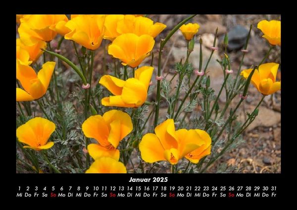 Produktbild: Blumentr&auml;ume 2025 Fotokalender DIN A3
