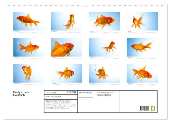 Produktbild: Goldy - mein Goldfisch (Wandkalender 2026 DIN A2 quer), CALVENDO Monatskalender