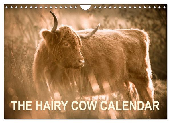Produktbild: The Hairy Cow Calendar (Wall Calendar 2026 DIN A4 landscape), CALVENDO 12 Month Wall Calendar