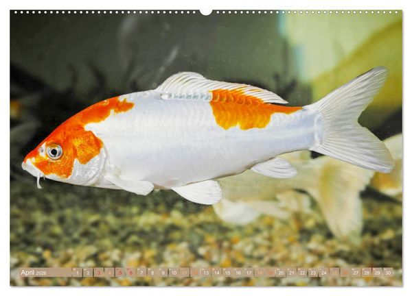 Produktbild: Koi: Juwelen im Teich (Wandkalender 2026 DIN A2 quer), CALVENDO Monatskalender