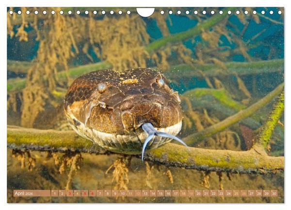 Produktbild: Schlangen: Zupackend (Wandkalender 2026 DIN A4 quer), CALVENDO Monatskalender