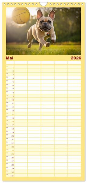 Produktbild: Familienplaner 2026 - Bullys in Action - Franz&ouml;sische Bulldoggen lieben B&auml;lle mit 5 Spalten (Wandkalender, 21 x 45 cm) CALVENDO