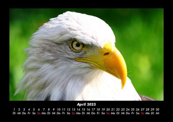 Produktbild: V&ouml;gel 2025 Fotokalender DIN A3