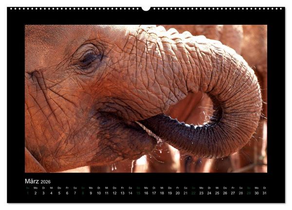 Produktbild: Wilde Tiere Afrikas (Wandkalender 2026 DIN A2 quer), CALVENDO Monatskalender