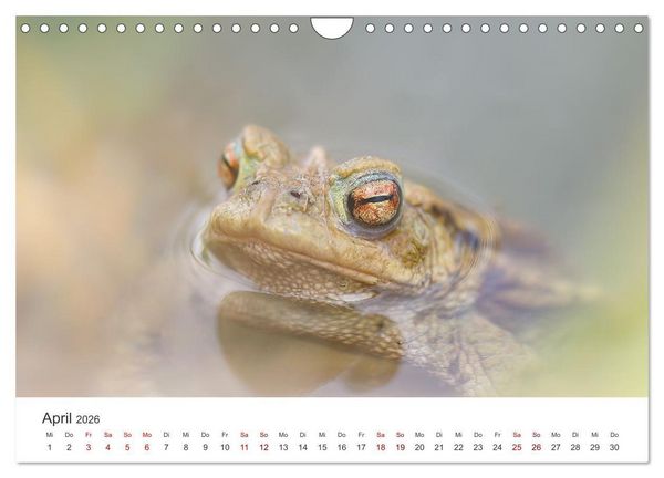 Produktbild: Der etwas andere Blickwinkel (Wandkalender 2026 DIN A4 quer), CALVENDO Monatskalender