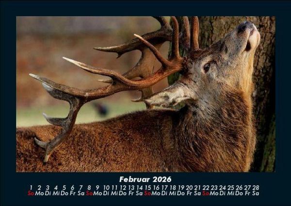 Produktbild: Tiere in der Wildnis 2026 Fotokalender DIN A5