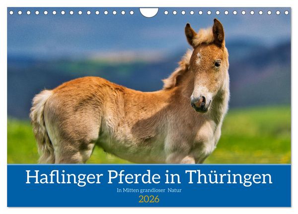 Produktbild: Haflinger Pferde in Th&uuml;ringen (Wandkalender 2026 DIN A4 quer), CALVENDO Monatskalender