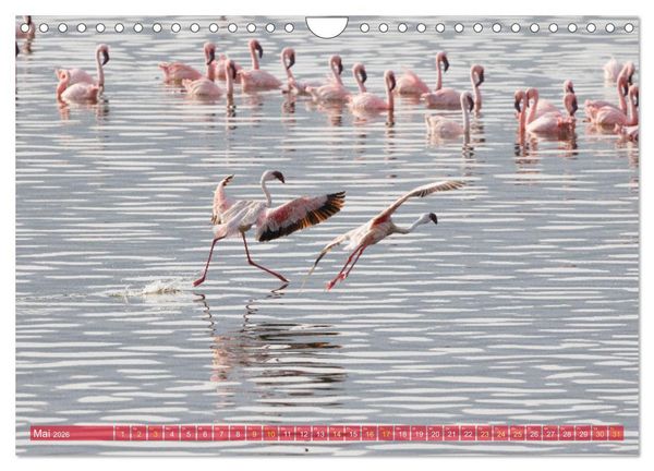 Produktbild: Flamingos am Lake Bogoria - Kenia (Wandkalender 2026 DIN A4 quer), CALVENDO Monatskalender