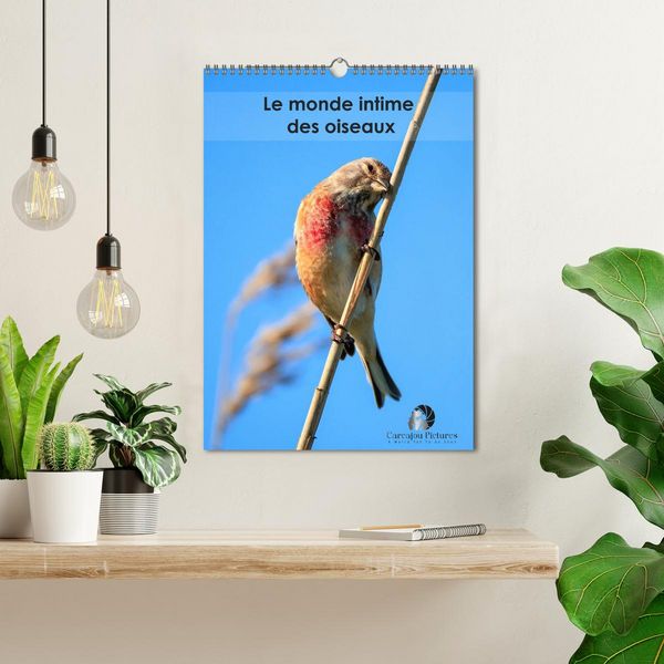 Produktbild: Le monde intime des oiseaux (Calendrier mural 2026 DIN A3 horizontal), CALVENDO calendrier mensuel