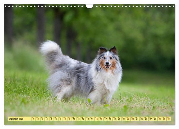 Produktbild: Shetland Sheepdogs - Sweet little charmers (Wall Calendar 2026 DIN A3 landscape), CALVENDO 12 Month Wall Calendar