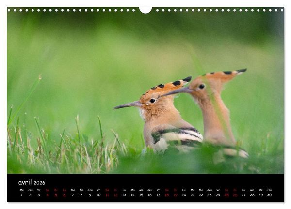 Produktbild: La nature pr&egrave;s de chez vous (Calendrier mural 2026 DIN A3 vertical), CALVENDO calendrier mensuel