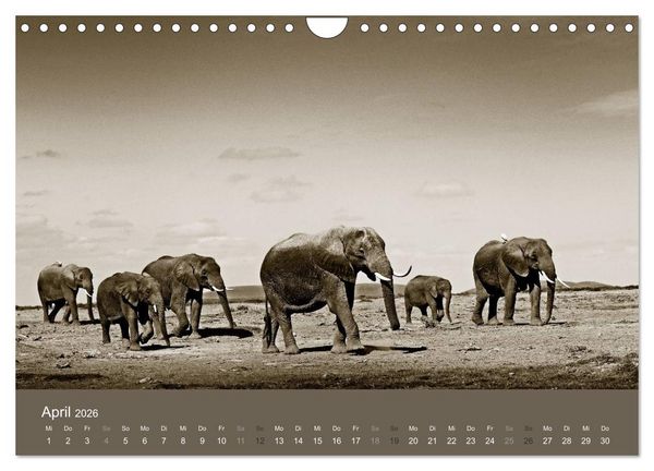 Produktbild: Wildes Afrika (Wandkalender 2026 DIN A4 quer), CALVENDO Monatskalender