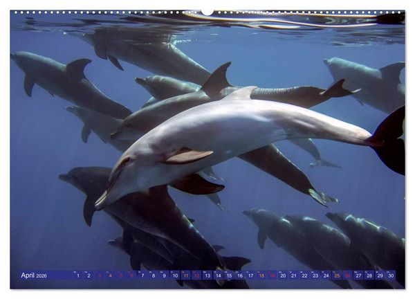 Produktbild: Delfine - elegant und intelligent (hochwertiger Premium Wandkalender 2026 DIN A2 quer), Kunstdruck in Hochglanz