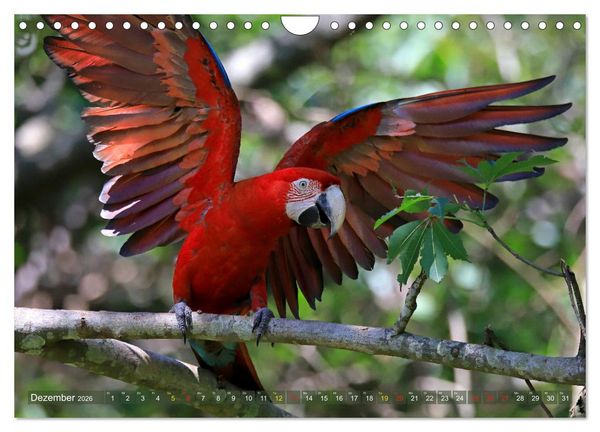 Produktbild: Aras im Pantanal (Wandkalender 2026 DIN A4 quer), CALVENDO Monatskalender