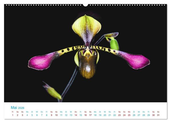 Produktbild: Die K&ouml;nigin der Blumenwelt, die Orchidee (Wandkalender 2026 DIN A2 quer), CALVENDO Monatskalender