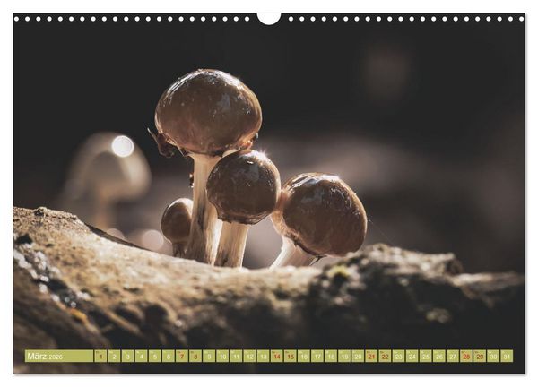 Produktbild: Wundersame Pilzwelten (Wandkalender 2026 DIN A3 quer), CALVENDO Monatskalender