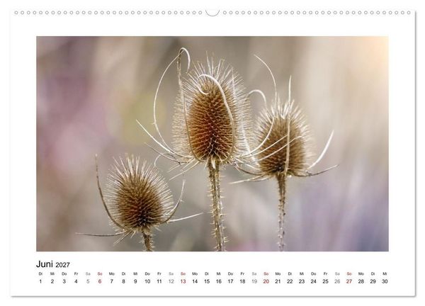Produktbild: Zauber verg&auml;nglicher Bl&uuml;ten (hochwertiger Premium Wandkalender 2027 DIN A2 quer), Kunstdruck in Hochglanz