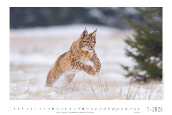 Geheimnisvolles Waldleben 2026 - Bildkalender 49,5x33 cm - Tiere und Pflanzen in unseren heimischen Wäldern - Wandkalender - Wandplaner - Tierkalender