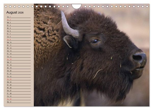 Produktbild: B&uuml;ffel. Wisent und Bison (Wandkalender 2026 DIN A4 quer), CALVENDO Monatskalender