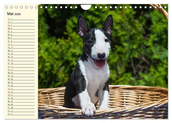 Produktbild: Bullterrier (Wandkalender 2026 DIN A4 quer), CALVENDO Monatskalender
