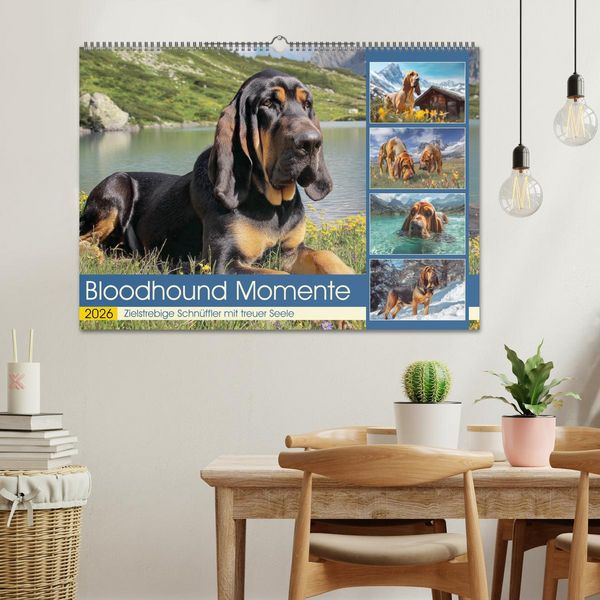 Produktbild: Bloodhound Momente. Zielstrebige Schn&uuml;ffler mit treuer Seele (Wandkalender 2026 DIN A2 quer), CALVENDO Monatskalender