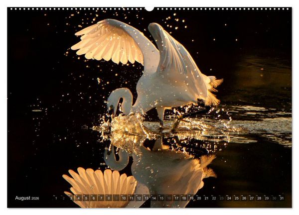 Produktbild: V&Ouml;GEL (Wandkalender 2026 DIN A2 quer), CALVENDO Monatskalender