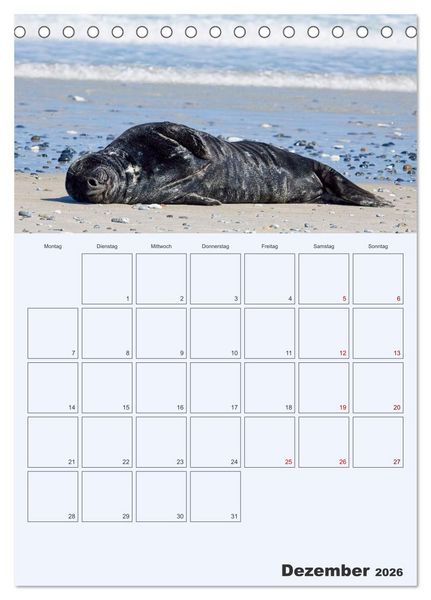 Produktbild: Wildes Leben auf Helgoland (Tischkalender 2026 DIN A5 hoch), CALVENDO Monatskalender