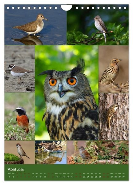 Produktbild: 78 Birds (Wall Calendar 2026 DIN A4 portrait), CALVENDO 12 Month Wall Calendar