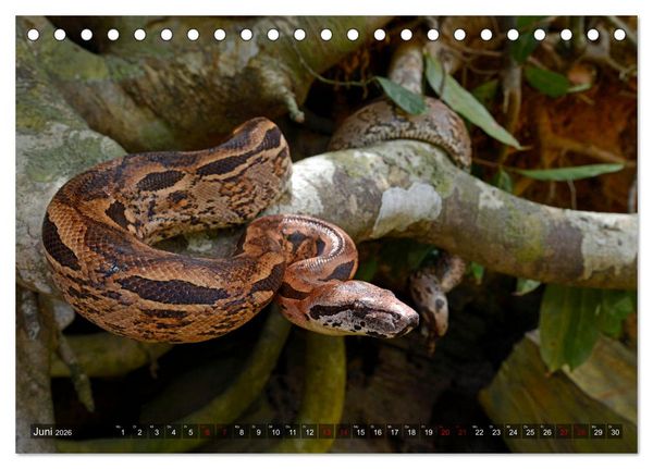 Produktbild: Reptilien auf Madagaskar (Tischkalender 2026 DIN A5 quer), CALVENDO Monatskalender