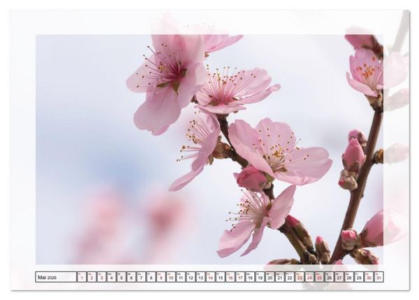 Produktbild: Jeden Monat in der Natur (Tischkalender 2026 DIN A5 quer), CALVENDO Monatskalender