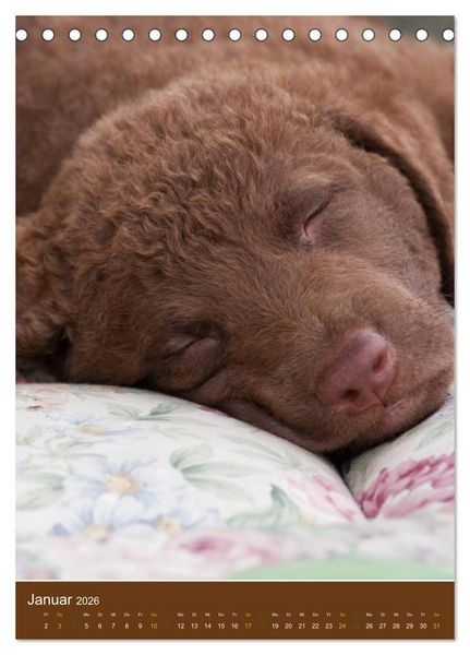 Produktbild: Chesapeake Bay Retriever 2026 (Tischkalender 2026 DIN A5 hoch), CALVENDO Monatskalender
