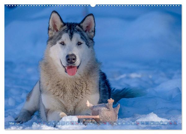 Produktbild: Alaskan Malamute in seinem Element (hochwertiger Premium Wandkalender 2026 DIN A2 quer), Kunstdruck in Hochglanz