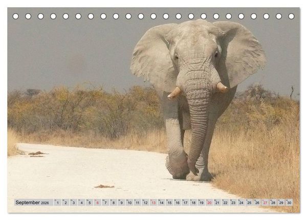 Produktbild: Elefanten. Sensible R&uuml;sseltiere (Tischkalender 2026 DIN A5 quer), CALVENDO Monatskalender