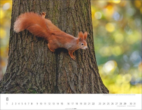 Produktbild: Heimische Wildtiere Kalender 2027