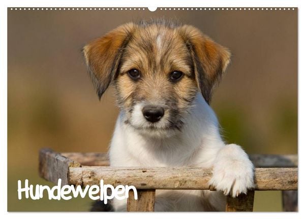 Produktbild: Hundewelpen (Wandkalender 2026 DIN A2 quer), CALVENDO Monatskalender