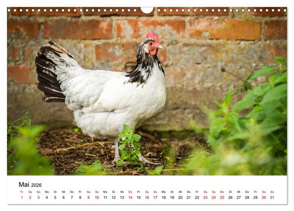 Produktbild: Alte Nutztierrassen 2026 (Wandkalender 2026 DIN A3 quer), CALVENDO Monatskalender