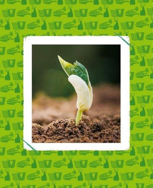 Regrowing – Neue Triebe aus Obst- und Gemüseresten