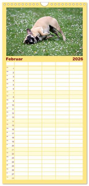 Produktbild: Familienplaner 2026 - Franz&ouml;sische Bulldoggen - Schutzengel auf 4 Pfoten mit 5 Spalten (Wandkalender, 21 x 45 cm) CALVENDO