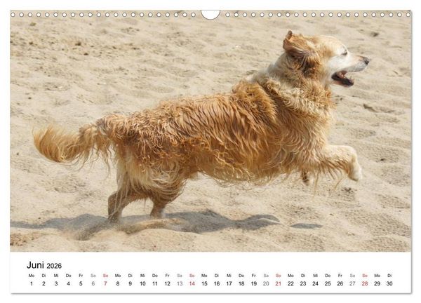Produktbild: Golden Retriever Power (Wandkalender 2026 DIN A3 quer), CALVENDO Monatskalender