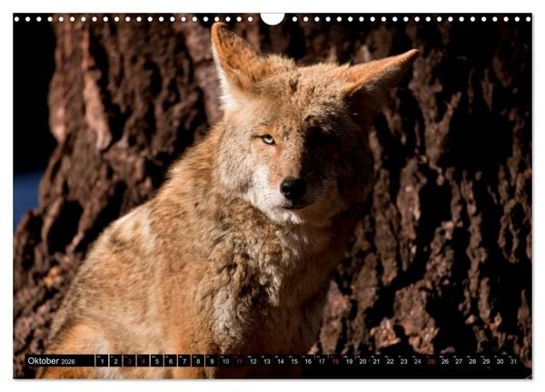 Produktbild: Yosemite - USA (Wandkalender 2026 DIN A3 quer), CALVENDO Monatskalender