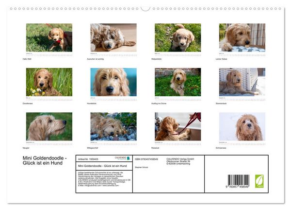 Produktbild: Mini Goldendoodle - Gl&uuml;ck ist ein Hund (hochwertiger Premium Wandkalender 2026 DIN A2 quer), Kunstdruck in Hochglanz