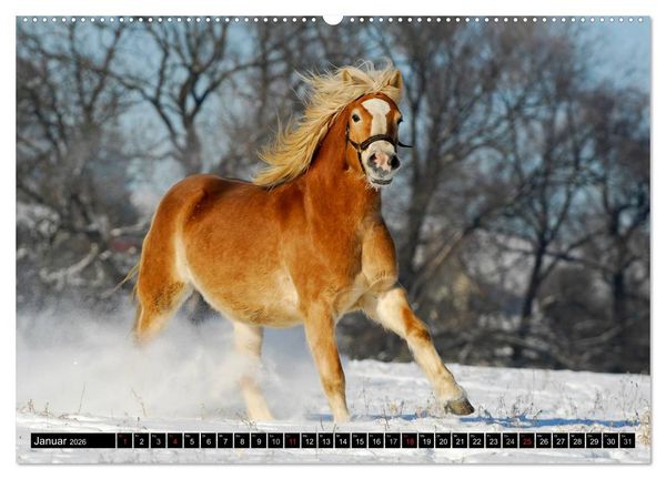 Produktbild: Welt der Pferde (hochwertiger Premium Wandkalender 2026 DIN A2 quer), Kunstdruck in Hochglanz