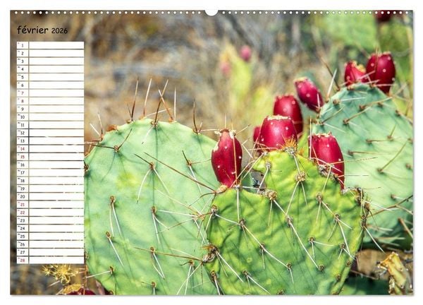 Produktbild: Arizona, une rencontre avec la nature (Calendrier mural 2026 DIN A2 vertical) calendrier de bureau