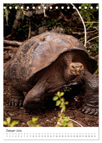 Produktbild: Wildlife - Die Tierwelt der Galapagos Inseln (Tischkalender 2026 DIN A5 hoch), CALVENDO Monatskalender